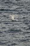 Gannet diving sequence 1