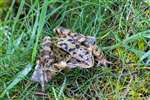 Common Frog, RSPB Baron's Haugh