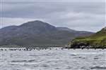 Mussel farm with the hills of Lewis on a Seatrek wildlife cruise on Loch Roag
