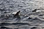 Basking Shark off Gallan Head, Uig, Lewis