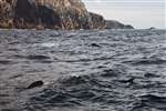 Basking Shark off Gallan Head, Uig, Lewis