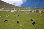 Cleits and Soay Sheep on Hirta, St Kilda