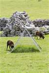 Soay Sheep and grazing experiment, Hirta, St Kilda