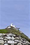 Fulmars on a cleit, Village Bay, Hirta, St Kilda
