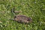 St Kilda Field Mouse, Village Bay, Hirta
