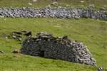 Cleit with Soay Sheep on Hirta, St Kilda
