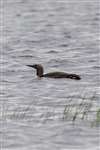 Red-throated diver, Uig, Lewis