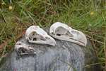 Skulls of Buzzard, Golden Eagle and Sea Eagle, North Harris Eagle walk