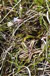 Pale Butterwort, Hùisnis, North Harris