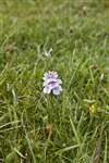 Heath Spotted Orchid, Hùisnis, North Harris