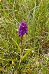 Northern Marsh Orchid, Hùisnis, North Harris