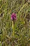 Early Marsh Orchid, Hùisnis, North Harris
