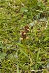 Frog Orchid, Hùisnis, North Harris