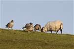 Greylag Geese and Blackface Sheep grazing