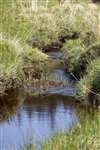 Water Vole release site, Loch Ard Forest