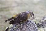 Female Common Crossbill (deceased)