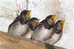 Young Barn swallows expecting a feed