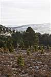 Regenerating Scots pines near Gairnshiel
