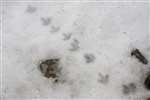 Cairnwell, Glenshee ptarmigan footprints
