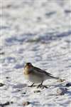 Snow bunting, the Lecht