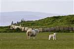 Sheep near Duncansby Head