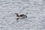 Red throated diver, Caithness