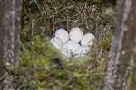 Great tit nest box with eggs, Scene, Rowardennan