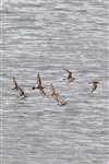 Ringed Plover and Dunlin in flight