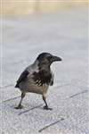 Hooded crow, Oban