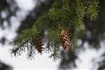 Sitka spruce cones, the Pineapple