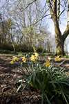 Daffodils at Mugdock