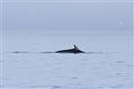Minke whale off western Scotland