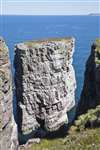 Stack and cliffs on the north coast of Handa