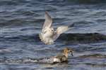  common gull worrying Red breasted merganser female fishing
