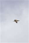 Curlew in flight, Forsinard