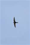swift in flight forked tail