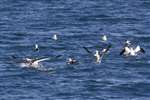 Gannets in the Sound of Raasay