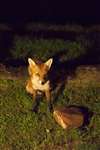 Red fox at night