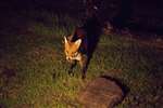 Red fox at night