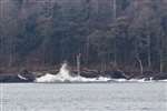 Waves from Stena HSS, Loch Ryan