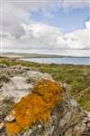 orange lichen, Mull of Galloway
