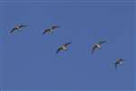 Golden Plover flock in flight, Mull of Galloway