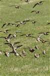 Golden Plover flock landing, Mull of Galloway