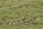 Golden Plover flock landing, Mull of Galloway
