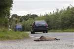 Badger road kill