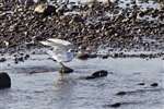 Mediterranean gull, Musselburgh