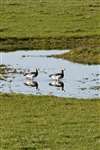 Barnacle geese wading in flooded field