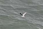 Little Gull in flight over the North Sea