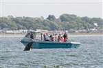 Bottlenose Dolphin jumping beside Dolphin Trips Avoch boat Corbiere