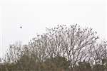 A flock of over 230 Waxwings